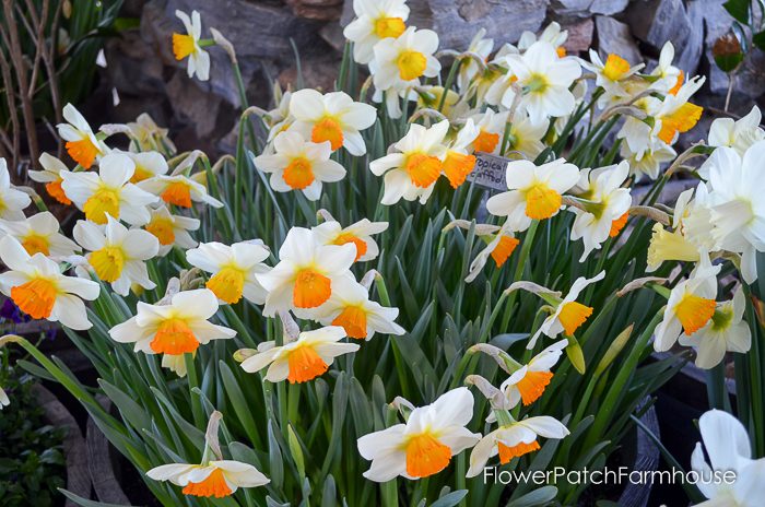 Ironstone Wineries Daffodils 2017, garden tour wine barrel container garden, Daffodils at Ironstone