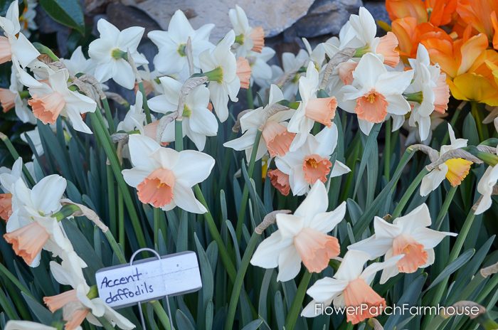 Ironstone Wineries Daffodils 2017, garden tour wine barrel container garden