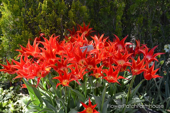 Tulips in Barrels at Ironstone