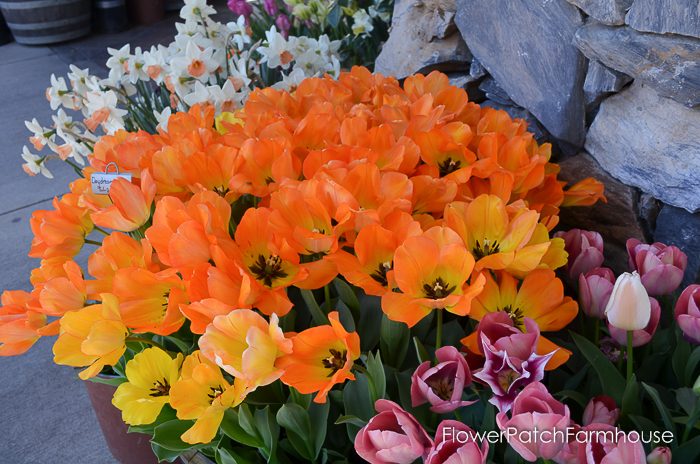 Tulips in Barrels at Ironstone