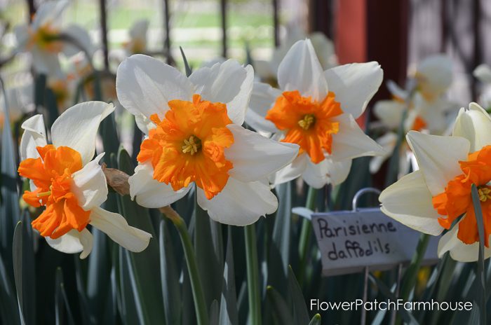 Ironstone Wineries Daffodils 2017, garden tour wine barrel container garden