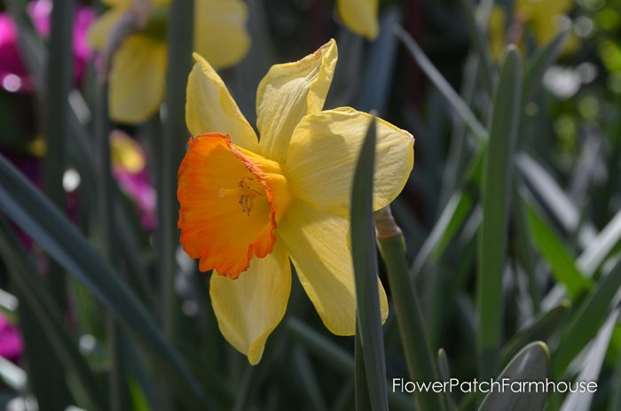 Ironstone Wineries Daffodils 2017, garden tour wine barrel container garden