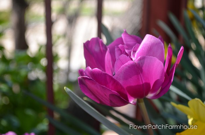 More tulips for you from Ironstone Vineyards in Murphys California. Wine country