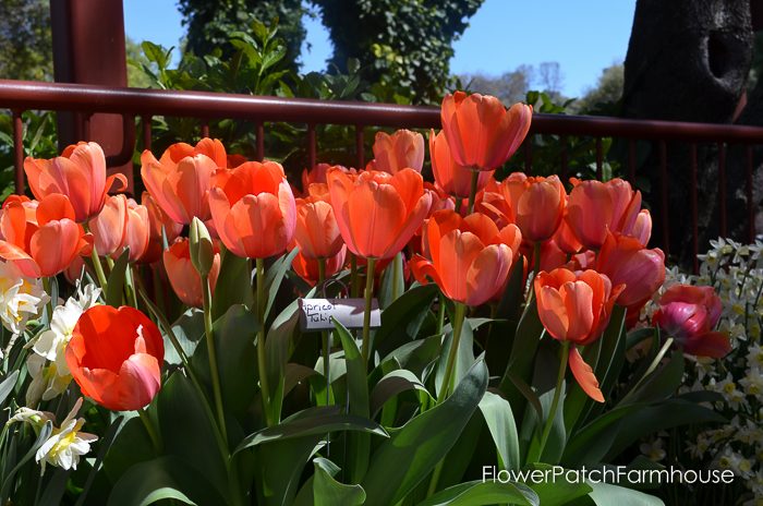 More tulips for you from Ironstone Vineyards in Murphys California. Wine country