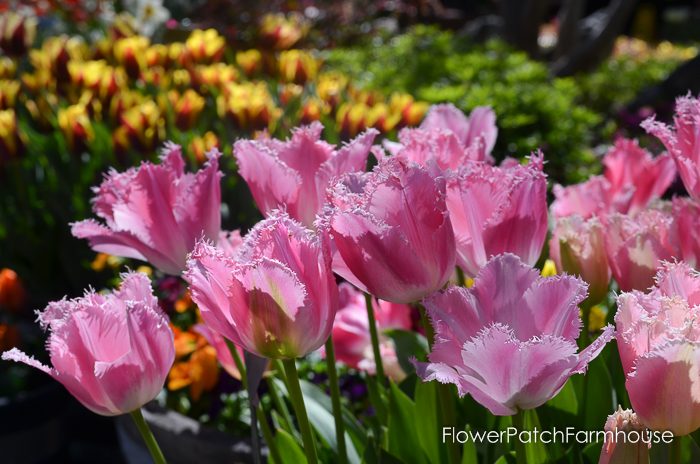 Tulips in Barrels at Ironstone