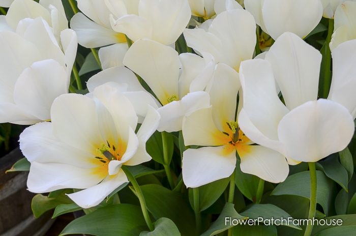 More tulips for you from Ironstone Vineyards in Murphys California. Wine country