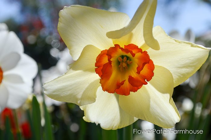 Ironstone Wineries Daffodils 2017, garden tour wine barrel container garden, daffodils at Ironstone