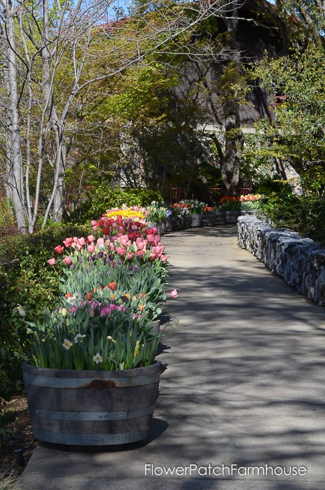 Tulips in Barrels at Ironstone