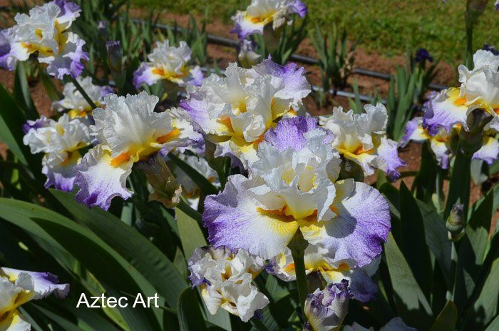Iris Garden Visit 2017, Some gorgeous Iris for you to Enjoy, Superstition Iris Garden