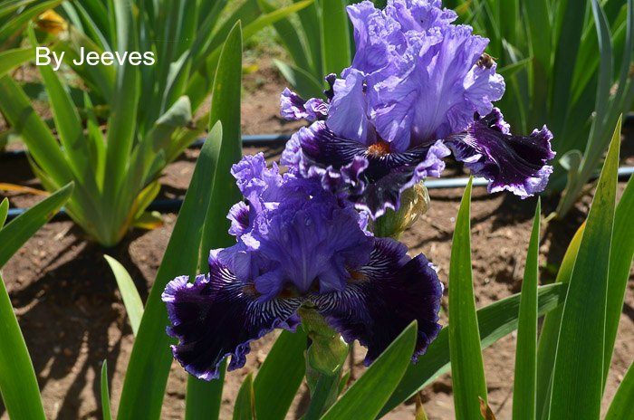 Iris Garden Visit 2017, Some gorgeous Iris for you to Enjoy, Superstition Iris Garden