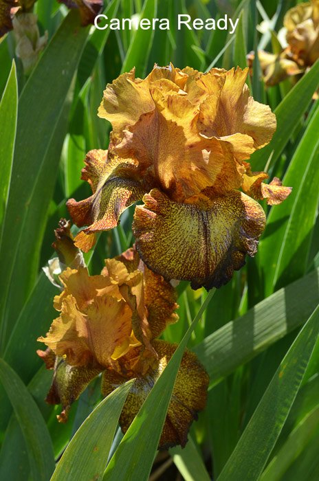 Camera Ready Iris, How to Plant Iris, Flower Patch Farmhouse