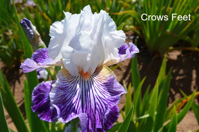 Iris Garden Visit 2017, Some gorgeous Iris for you to Enjoy, Superstition Iris Garden