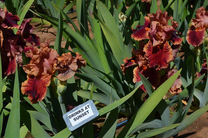 Iris Garden Visit 2017, Some gorgeous Iris for you to Enjoy, Superstition Iris Garden