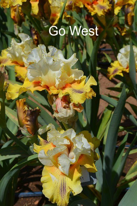 Iris Garden Visit 2017, Some gorgeous Iris for you to Enjoy, Superstition Iris Garden