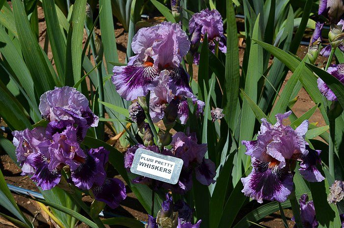 Iris Garden Visit 2017, Some gorgeous Iris for you to Enjoy, Superstition Iris Garden