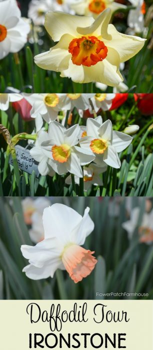 Ironstone Wineries Daffodils 2017, garden tour wine barrel container garden