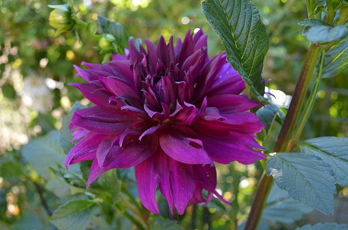 Propagate Dahlias from Cuttings