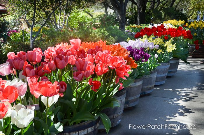 Ironstone Wineries Daffodils 2017, garden tour