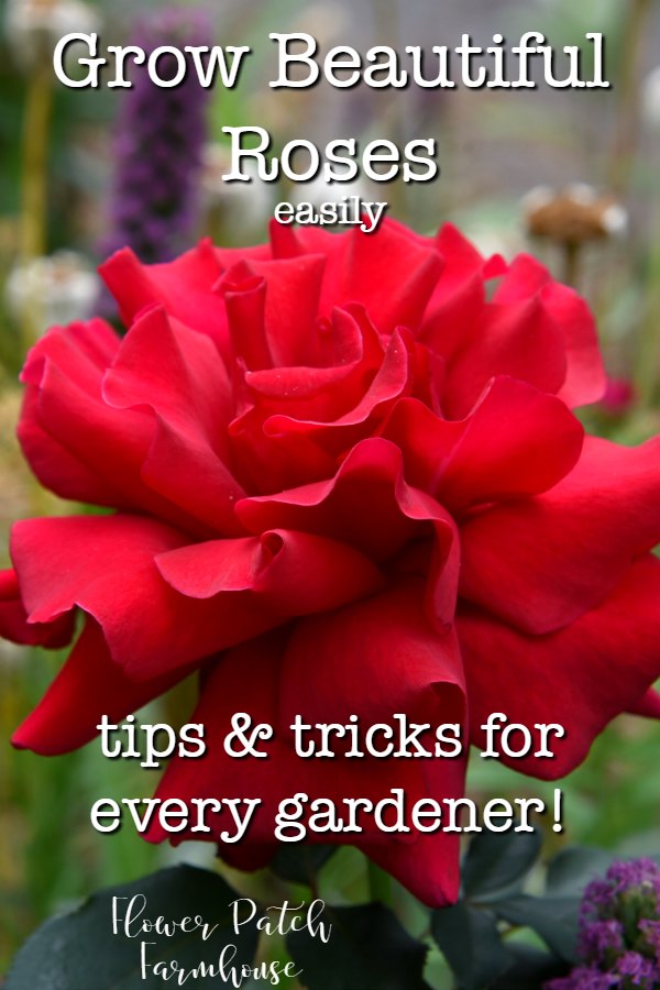 Red rose with text overlay, FlowerPatchFarmhouse.com