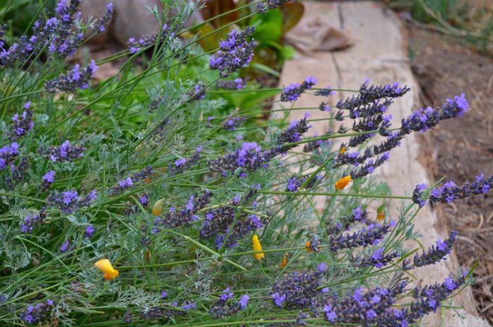 Propagating Lavender from Cuttings, so easy and fun. You can create an entire lavender hedge with just one plant! I will show you how!