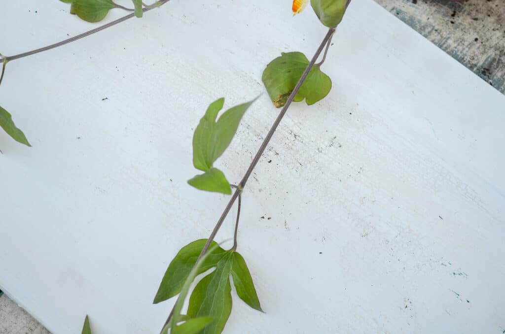 Clematis vine to be layered