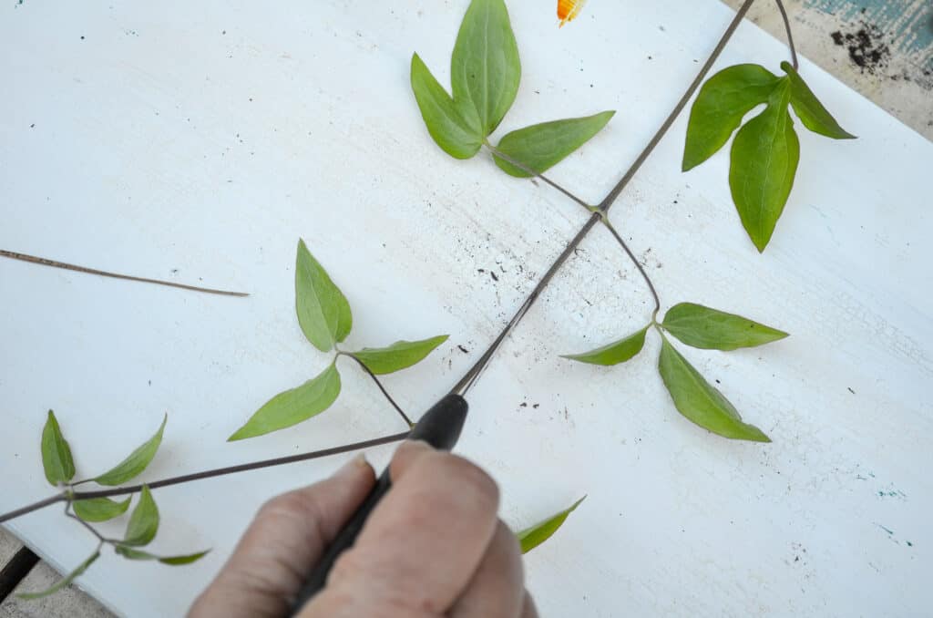 Slicing clematis vine between leaf nodes