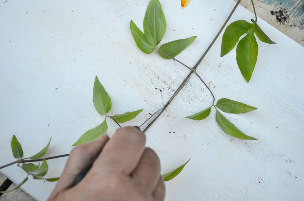 separating cut Clematis vine with tooth pick