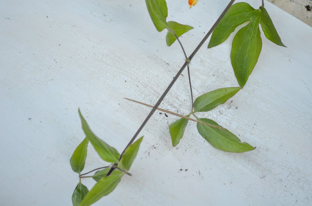 clematis layering toothpick holding vine open slightly