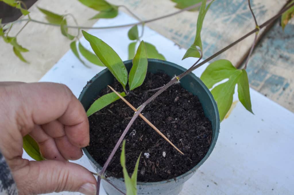 Placing clematis vine onto soil for layering propagation