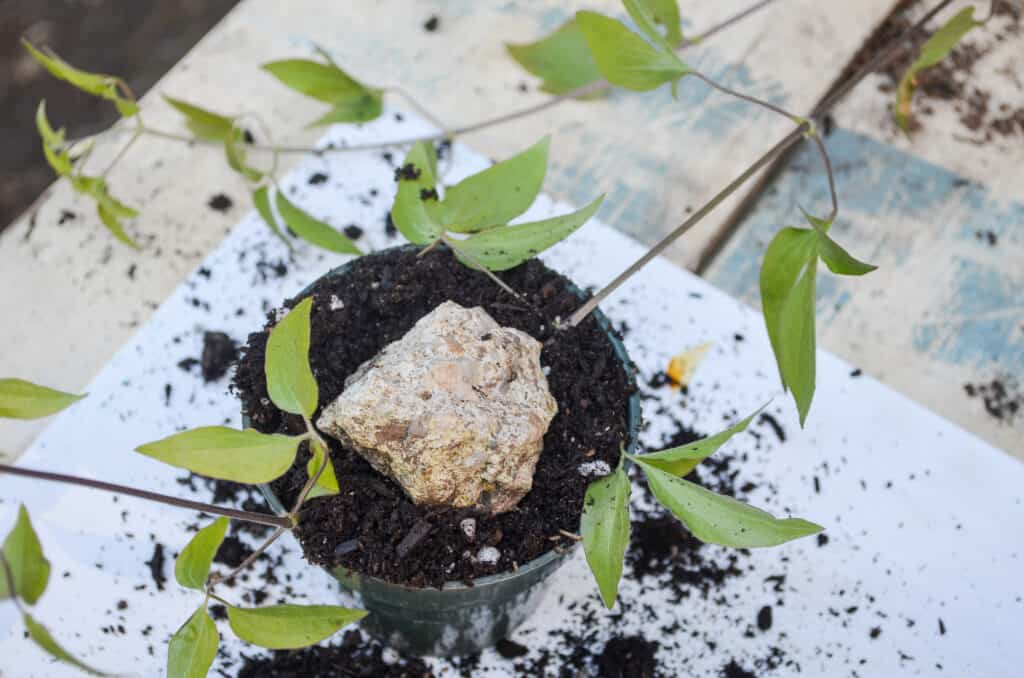 A stone holding a clematis vine under the soil for rooting