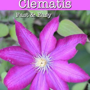 Bourban Clematis with text overlay, Propagate Clematis fast and easy, Flower Patch Farmhouse