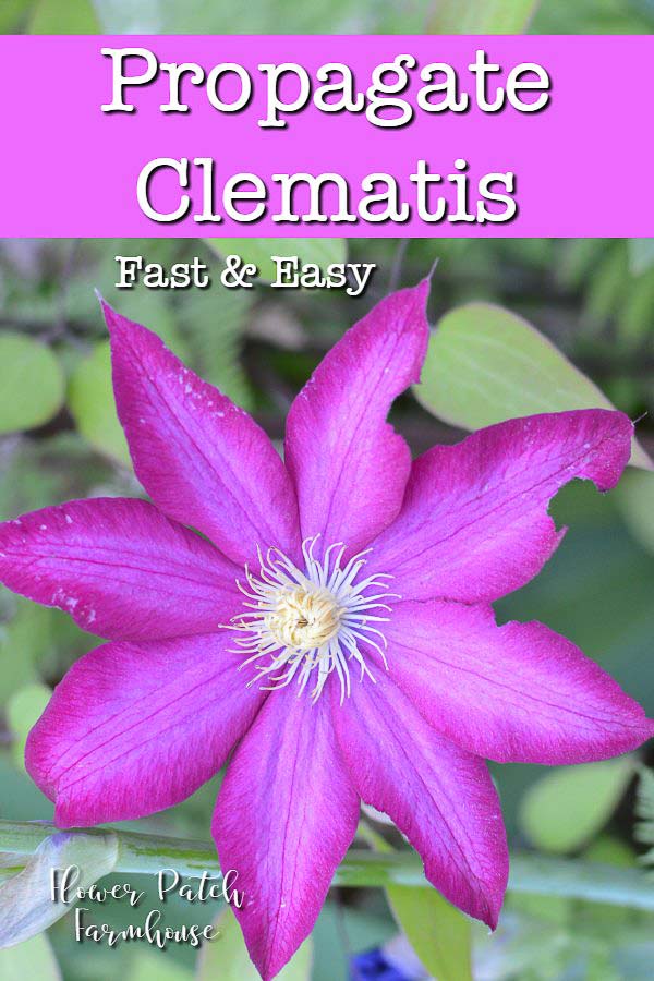 Propagate Clematis by Layering - Flower Patch Farmhouse