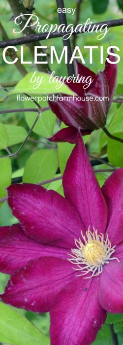 Propagating Clematis by Layering, easy enough for beginner gardeners and faster than cuttings. Get more of what you love for free!