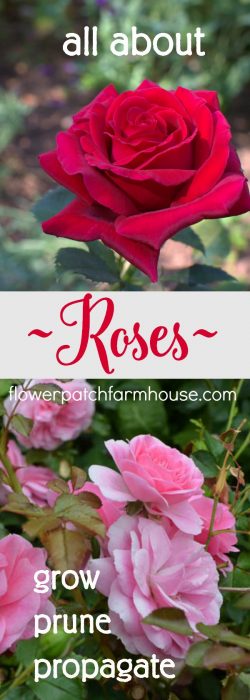 All about roses, how to grow, propagate and prune. One stop shop for your rose care tips, tricks and solutions. 