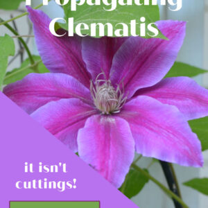 Propagate Clematis by Layering - Flower Patch Farmhouse