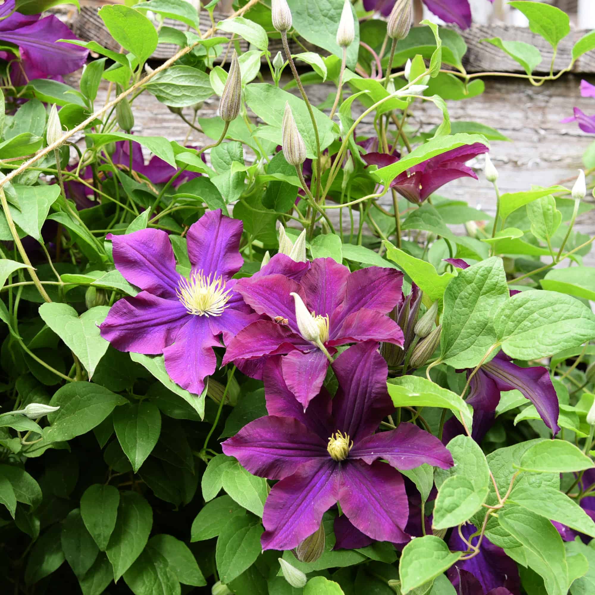 Propagate Clematis by Layering