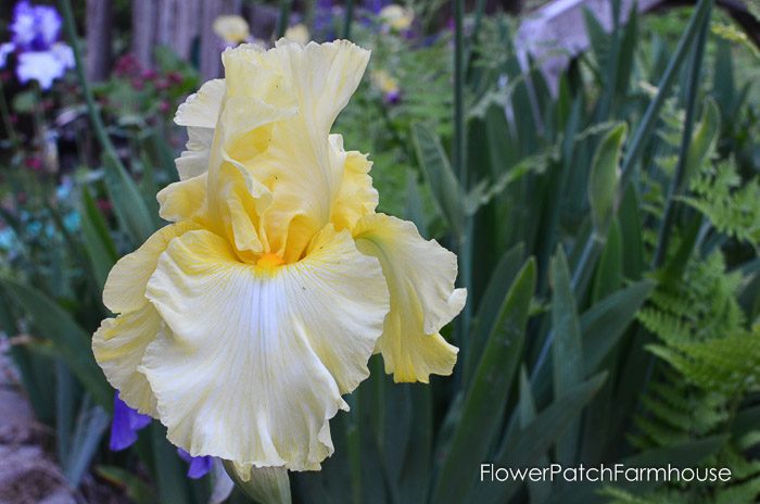 garden walk yellow iris, garden tour late may 2017