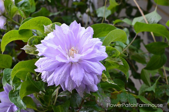 Belle of Woking clematis garden tour late may 2017