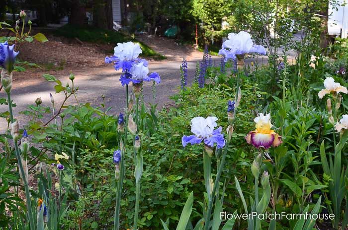 iris and lupines garden tour late may 2017