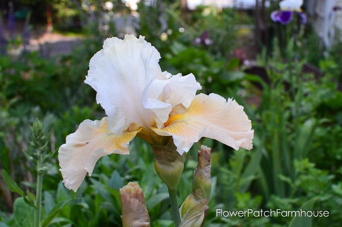 Champagne Elegance Iris, garden tour late may 2017