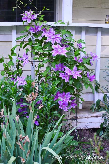 clematis on garden tour late may 2017