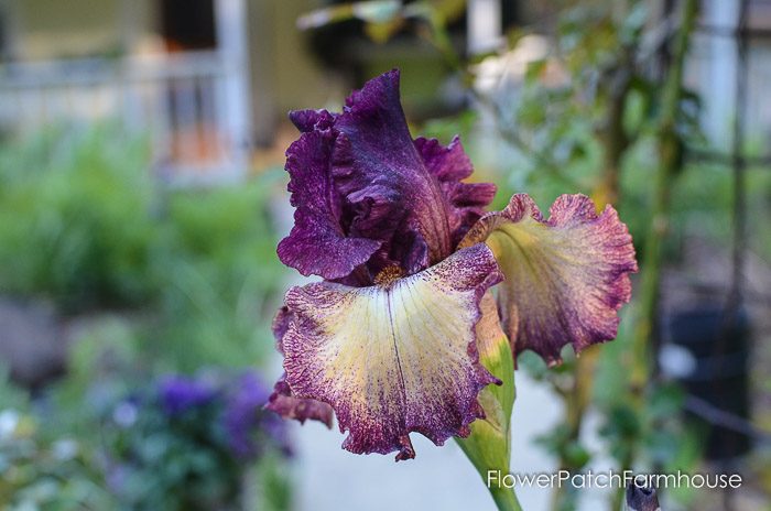 Boysenberry Truffle Iris, garden tour late may 2017