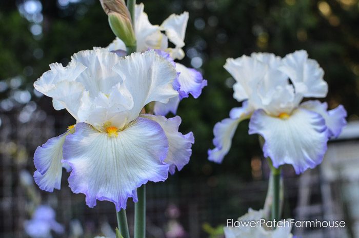 Iris, garden tour late may 2017