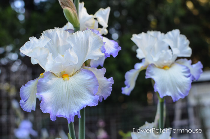 White Iris with Lavender edging om falls and a yellow beard