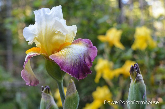 Starship Enterprise iris, garden tour late may 2017