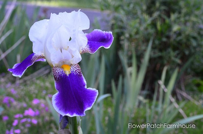 iris garden tour late may 2017