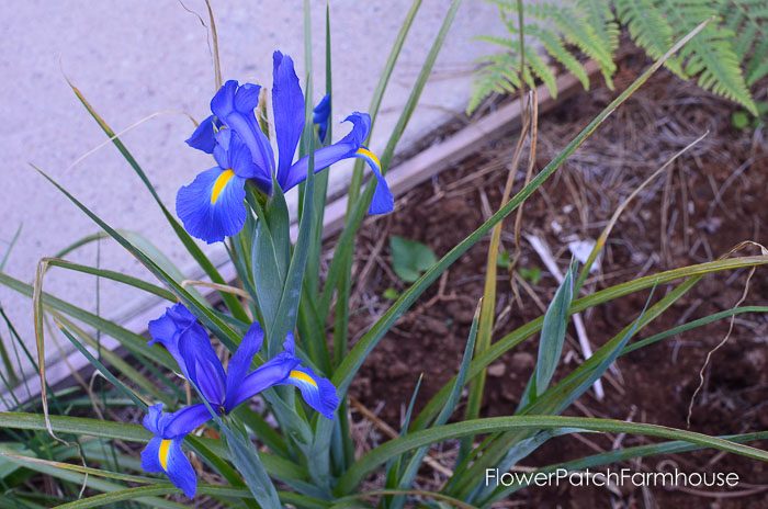 Dutch Iris garden tour late may 2017