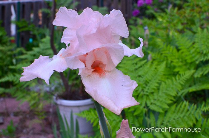 Beverly Sills Iris garden tour late may 2017