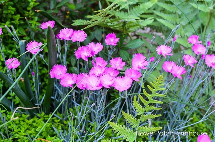 Fire Witch Dianthus garden tour late may 2017