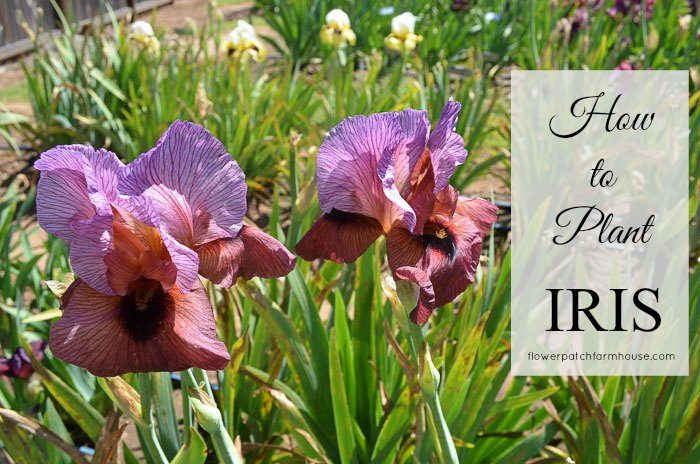 how to plant, grow and propagate Iris. Iris are an easy garden plant that even beginners can have success with